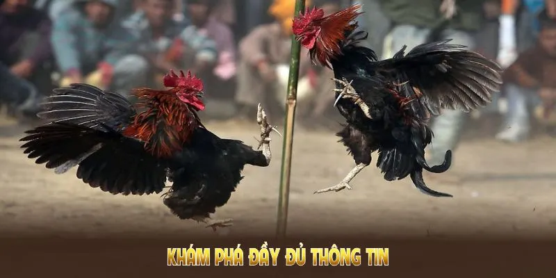 Khám phá đầy đủ thông tin về WS168 đá gà và cách tham gia kèo đấu tại QQ88